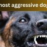 Top 25 most aggressive dog breeds