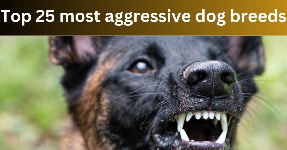 Top 25 most aggressive dog breeds